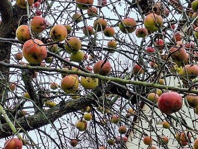 Zimní zásoby pro ptáky čekají