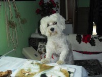 Co bude dnes k obědu ?