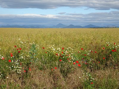Na obzoru České středohoří