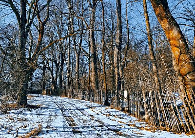 Cestou zasněženou.