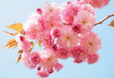 Jan Zbořil: Haiku podporuje tvořivou fantazii