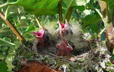 Tak jako ptáčata malinká