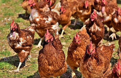 Asi jsem slepice, ale nevadí mi to