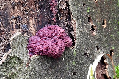 Prosincové houbaření*