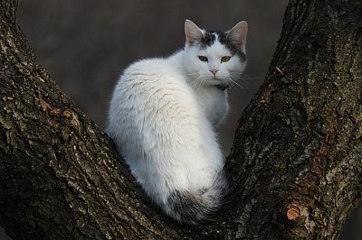 Můj úhlavní nepřítel