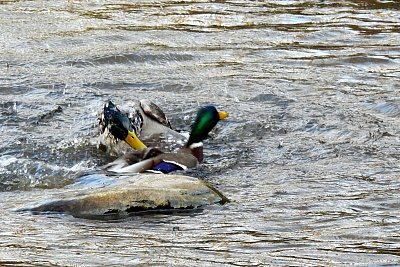 Rvačka o holku, pchá