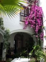 Cordoba - kavárna v patiu