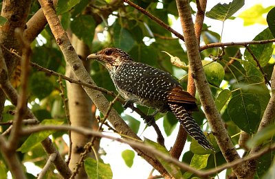 Tajemství kukaččích vajec: samice určují barvu, otcové mohou ovlivnit skvrnitost