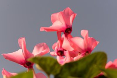 cyclamen-494415__180.jpg