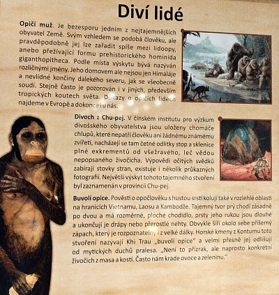 divi-lide.jpg