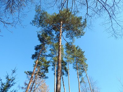 Zelené koruny na modrém pozadí