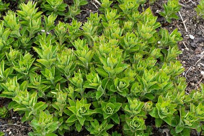 Lysimachia punktata, vrbina tečkovaná