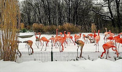 Dress code - oranžová ...