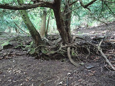 Staré tisy na Eremitově stezce