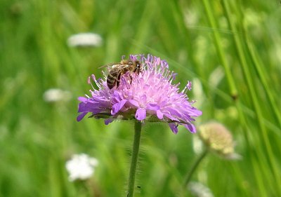 Taky jsem si cvakla do louky