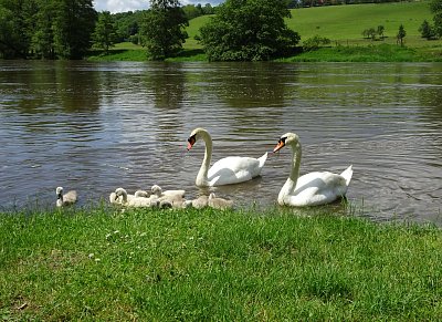 Labutí rodina na Berounce