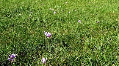 Babinská ocúnová louka 2