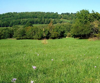 Babinská ocúnová louka