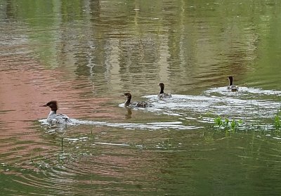 Paní morčáková a tři děti