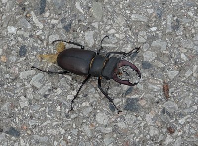 Splněné přání - roháč velký