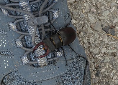 Drsné vysokohorské prostředí