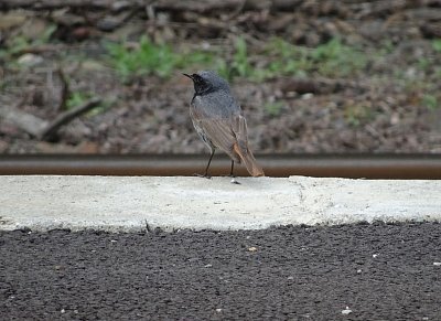 Pták roku 2024 na nižborském perónu