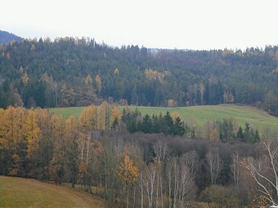 Pohled z okna k lesu, oblíbený cíl procházky. Dole v břízách začínají tři rybníky.