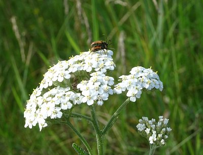 Na řebříčku to žije