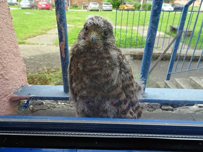 Mladá poštolka se učí létat