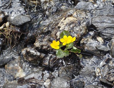Uprostřed horského potoka