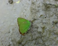 Ostruháček ostružinový