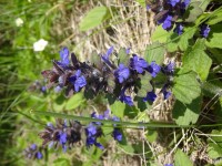 vyrostl jsem na Radobýlu