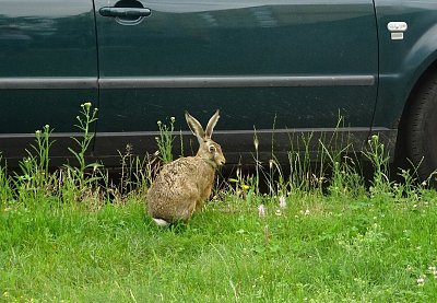 Kdepak je pan řidič? ☺
