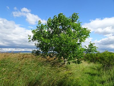 Ořech - letos bez ořechů