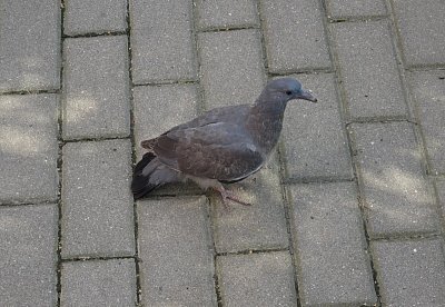 Holub hřivnáč junior