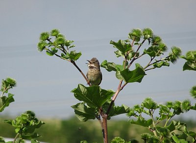 Pěnice hnědokřídlá v plném nasazení