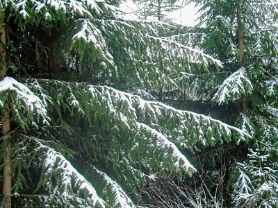 Chtělo by to trochu víc sněhu.