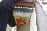 jen se prospi, Bertíku