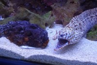 odranec a jedna z murén