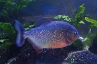 kousavá rybička piraňa