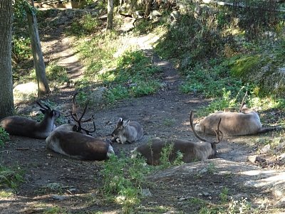 Stockholm - skansen, sobi