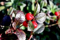 Libavka, jarní ozdoba skalky.