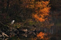 Volavka popelavá - Podvečerní siesta.