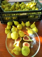 Právě mne natrhali: