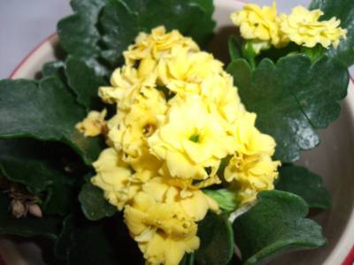 kalopejka z loňska-kvete stále