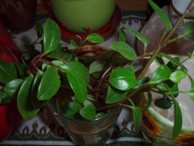 tady název neznám, jsou ještě ve skleničce a již mají kořínky