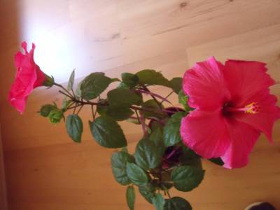 ibišek, tento jsem dostala v r. 2014 v září a vloni měl asi 20 květů postupně, ne najednou :-)