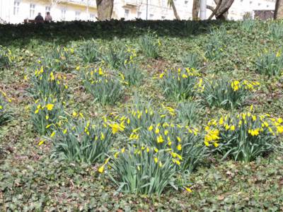 narcisky se těší ze sluníčka