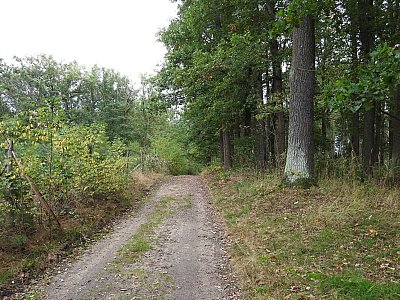 dscn0576-lesni-cesta.jpg