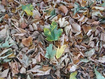 Nesměle nažloutlé.